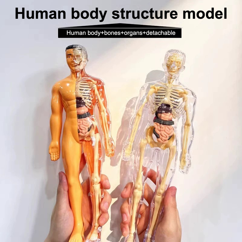 3D 인간 해골 기관 해부학 과학 모델 키트 어린이 신 - Model Kit Fantasy 리뷰 및 가격