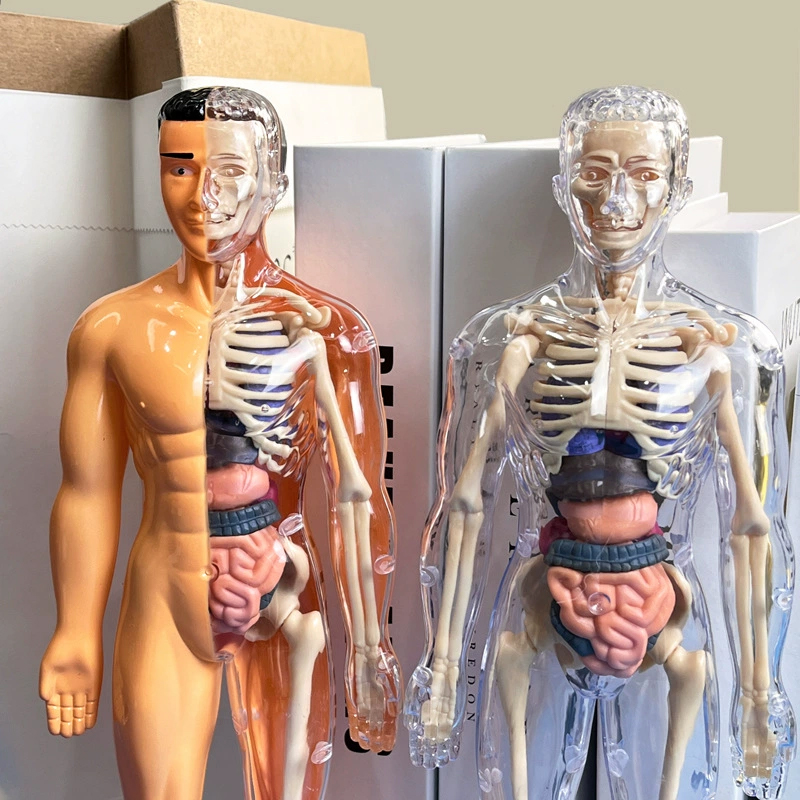 3D 인간 해골 기관 해부학 과학 모델 키트 어린이 신 - Model Kit Fantasy 리뷰 및 가격
